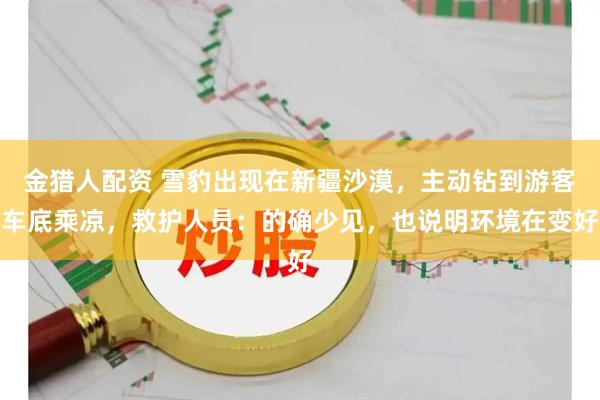 金猎人配资 雪豹出现在新疆沙漠,主动钻到游客车底乘凉,救护人员:的确少见,也说明环境在变好